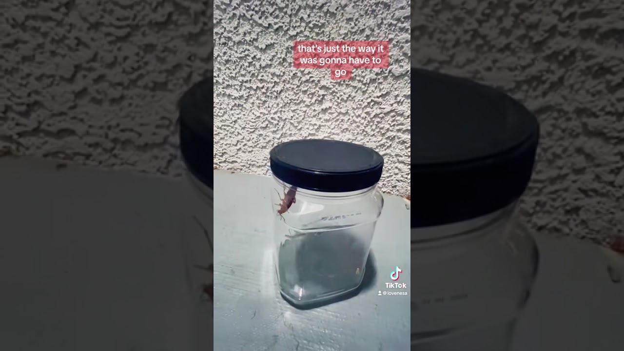 There&rsquo;s A Bug On My Wall!