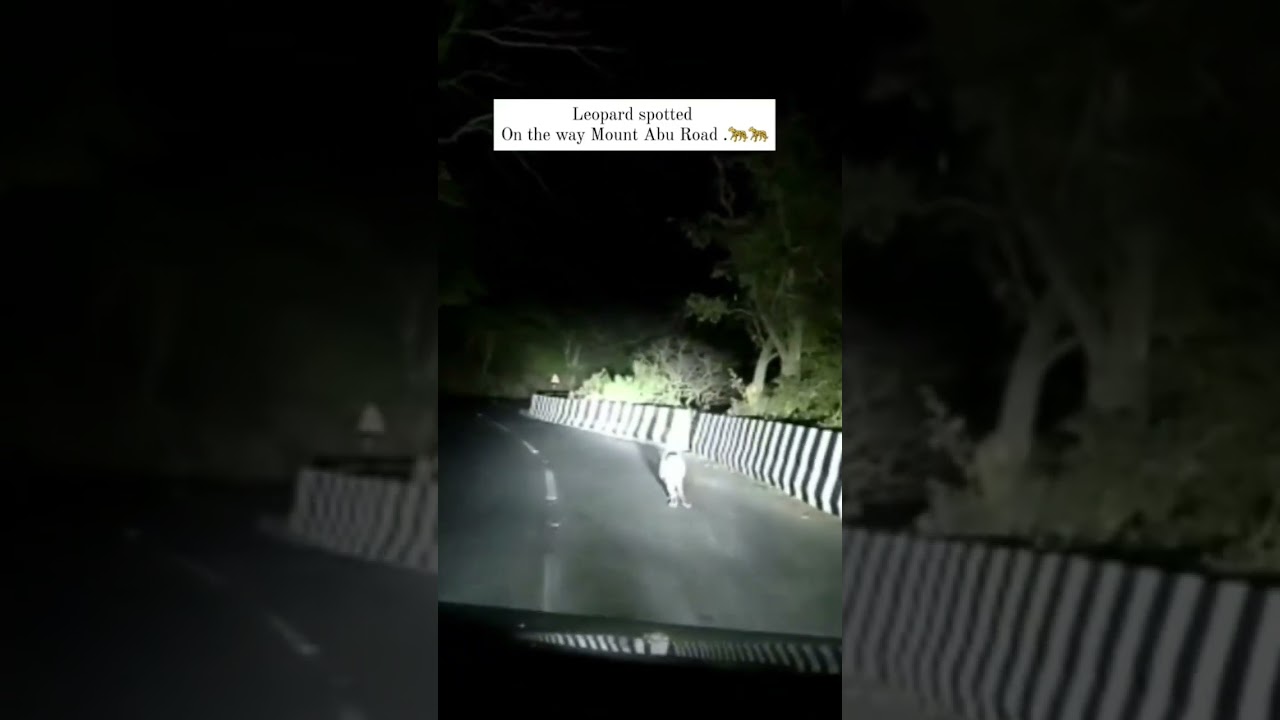 Omg leopard spotted on Mount Abu Road #travel #viral #shorts #travelvlog #mountabu
