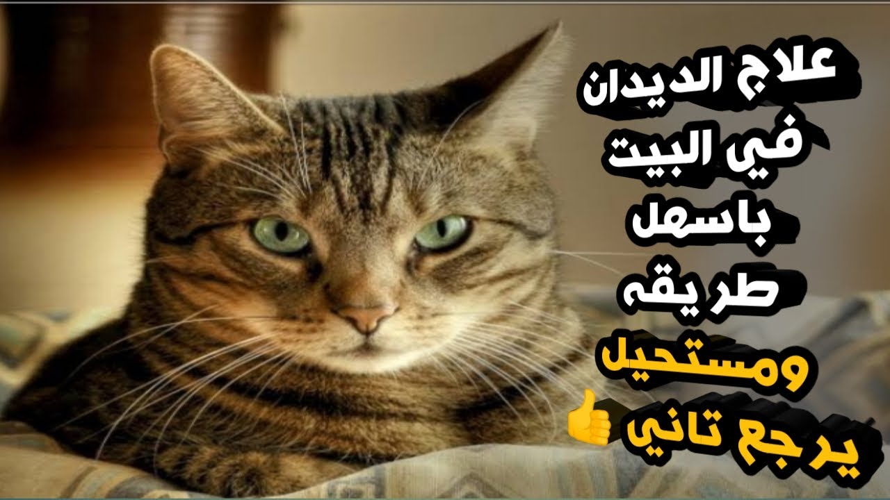 اسهل طريقه لعلاج ديدان القطه في البيت نهائياََ💁