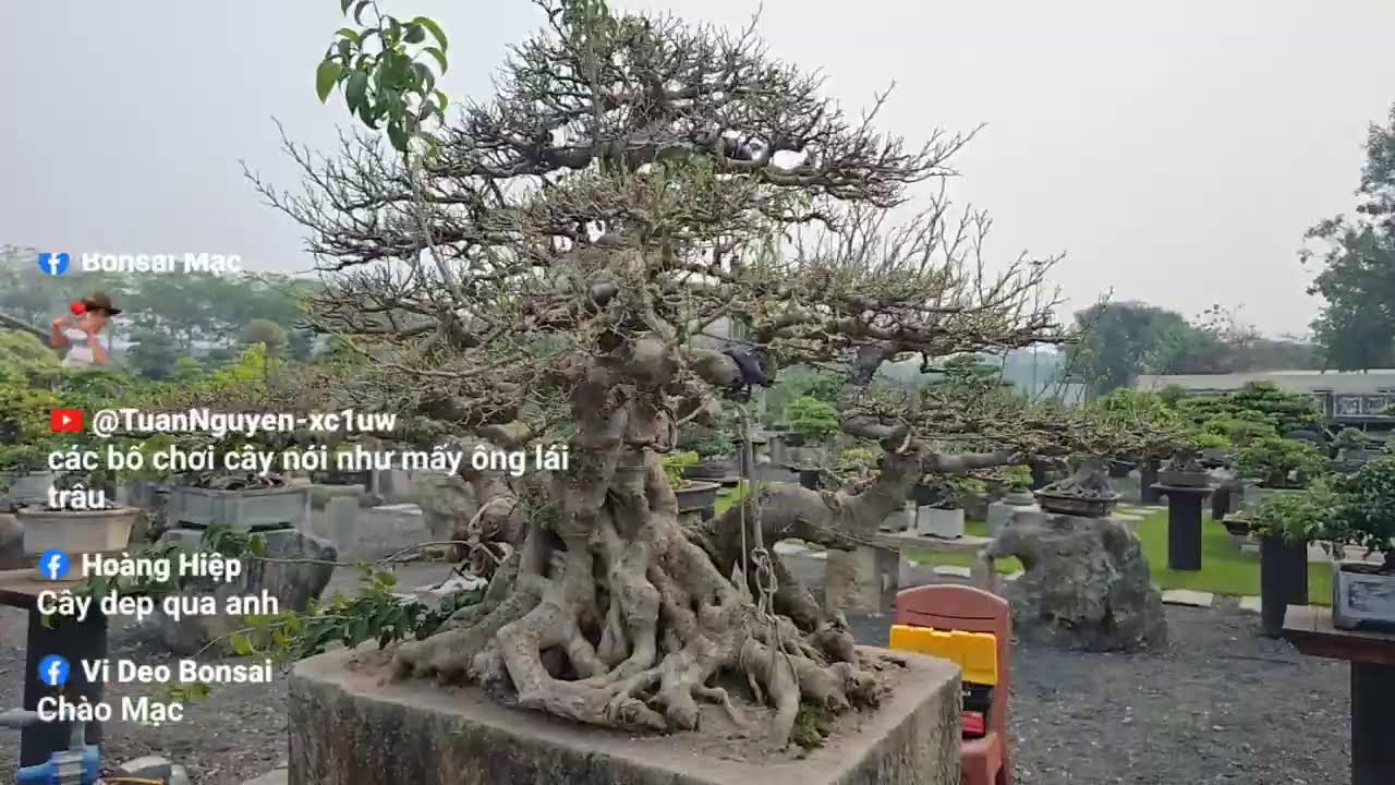 Phát trực tiếp của Bonsai Mạc Nam Định