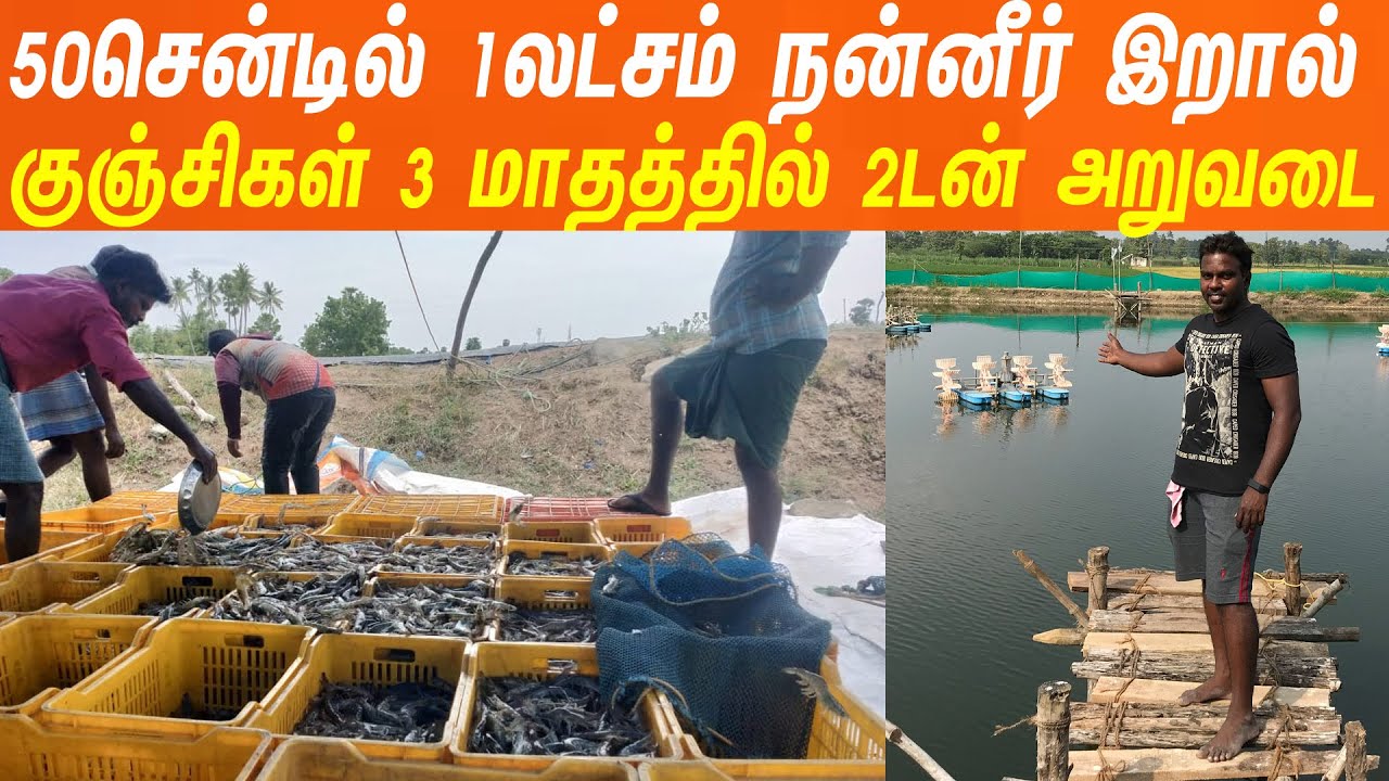 நன்னீர் இறால் வளர்ப்பை வெற்றிகரமாக செய்ய இந்த ஒரு வீடியோ போதும்