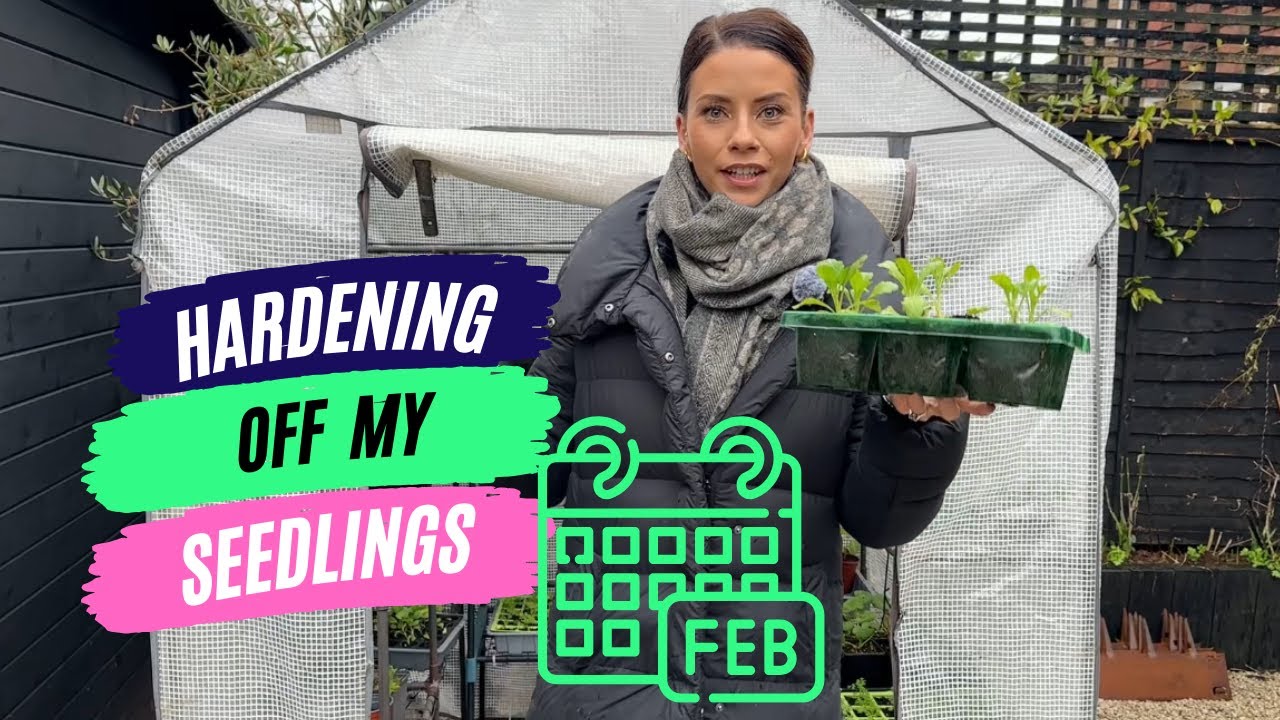How I harden off my seedlings - Feb Garden Job For Beginners