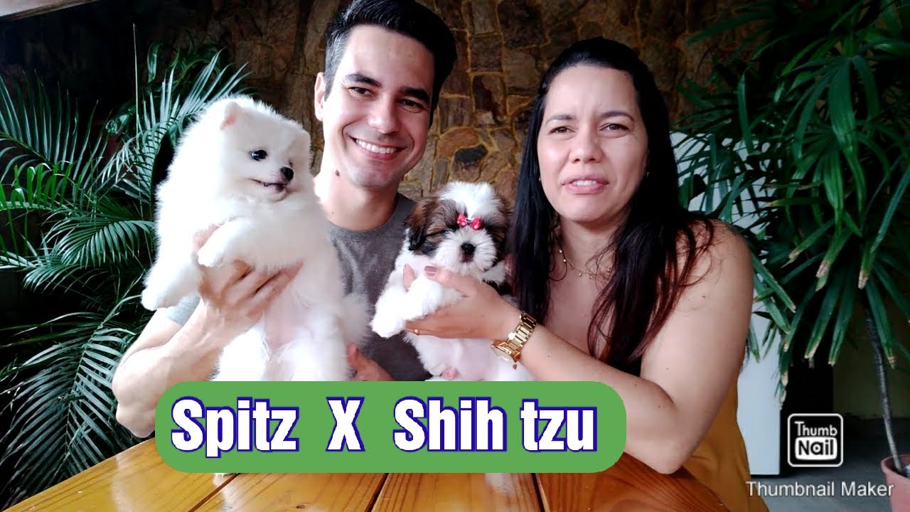 Shih tzu x Spitz Alemão