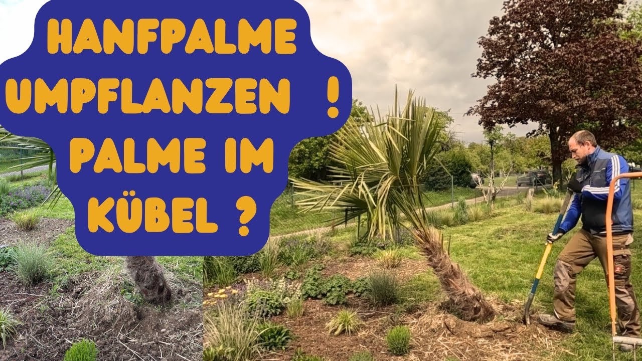 Chinesische Hanfpalme - Trachycarpus fortunei 🌴  Umpflanzung in Kübel mit Erfolg !