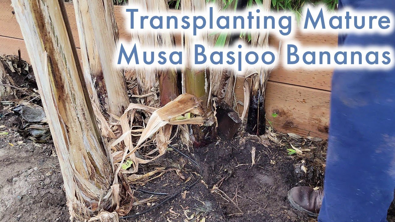 Transplanting Mature Musa Basjoo Cold Hardy Banana Plants