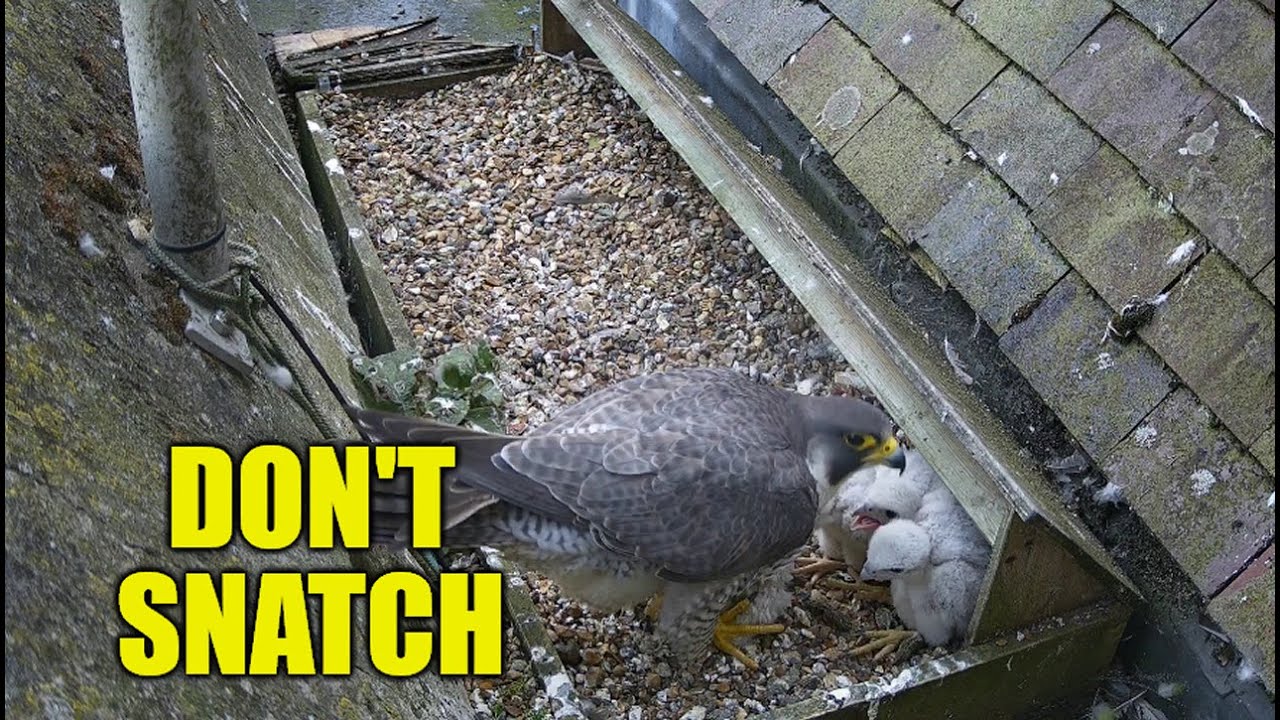 Don't Snatch  - The St Albans Peregrine Falcons 2025
