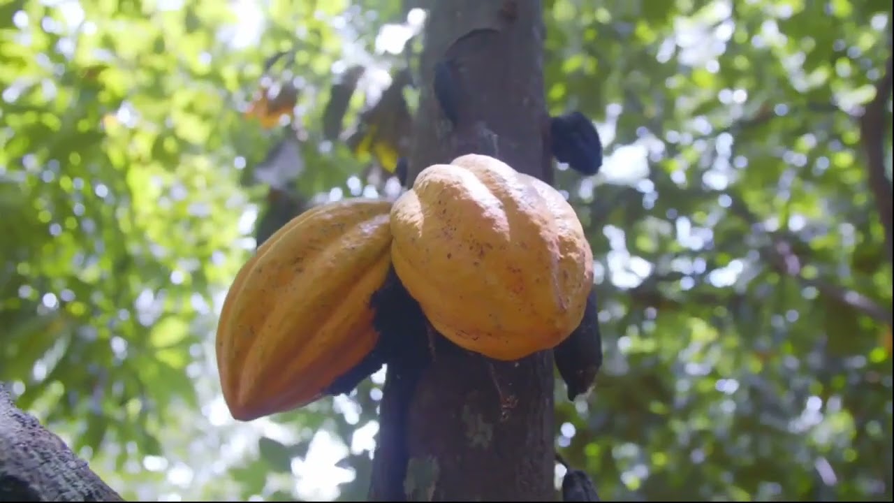 vallee du sambirano Ambanja,Madagascar