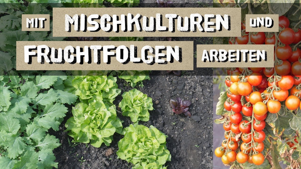 Einstieg in Mischkulturen und Fruchtfolgen - Erfahrungen, Tipps und Tricks