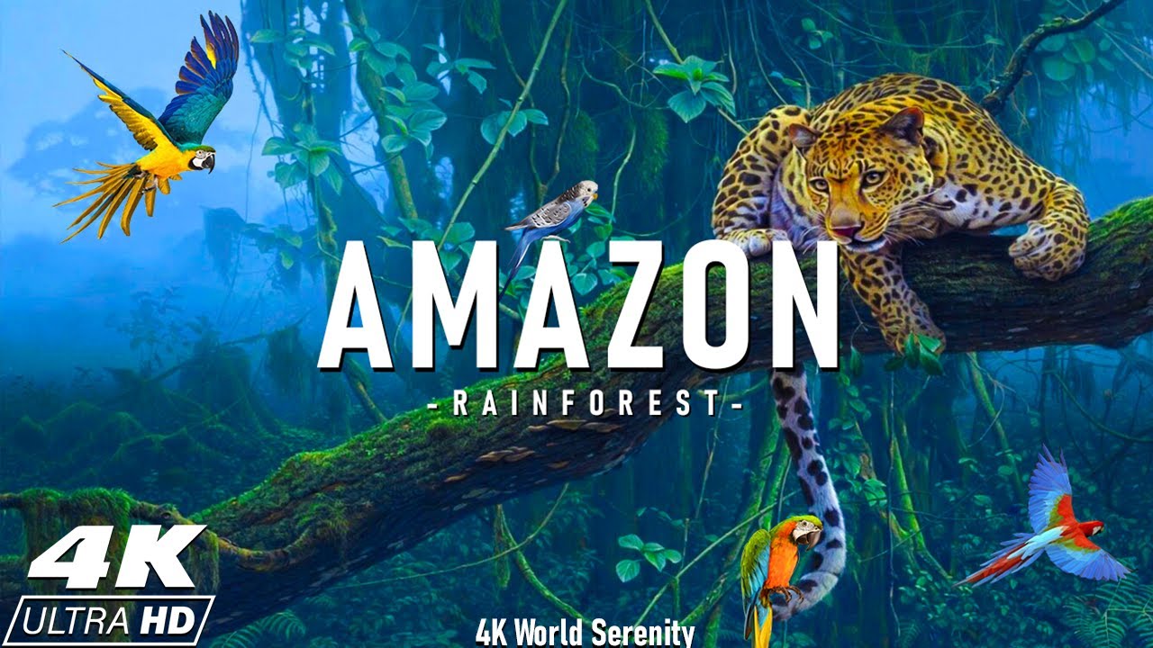Amazon 4K — Самый большой в мире тропический лес — фильм для релаксации с успокаивающей музыкой