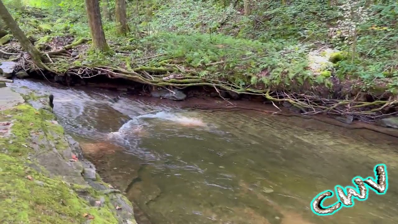 Loyalsock State Forest (9.3.23 - Day 3351) #YEAR10