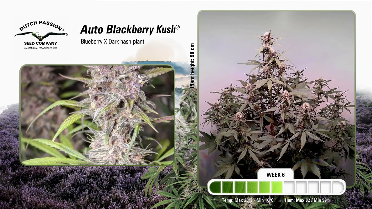 Auto Blackberry Kush - Timelapse of Growing