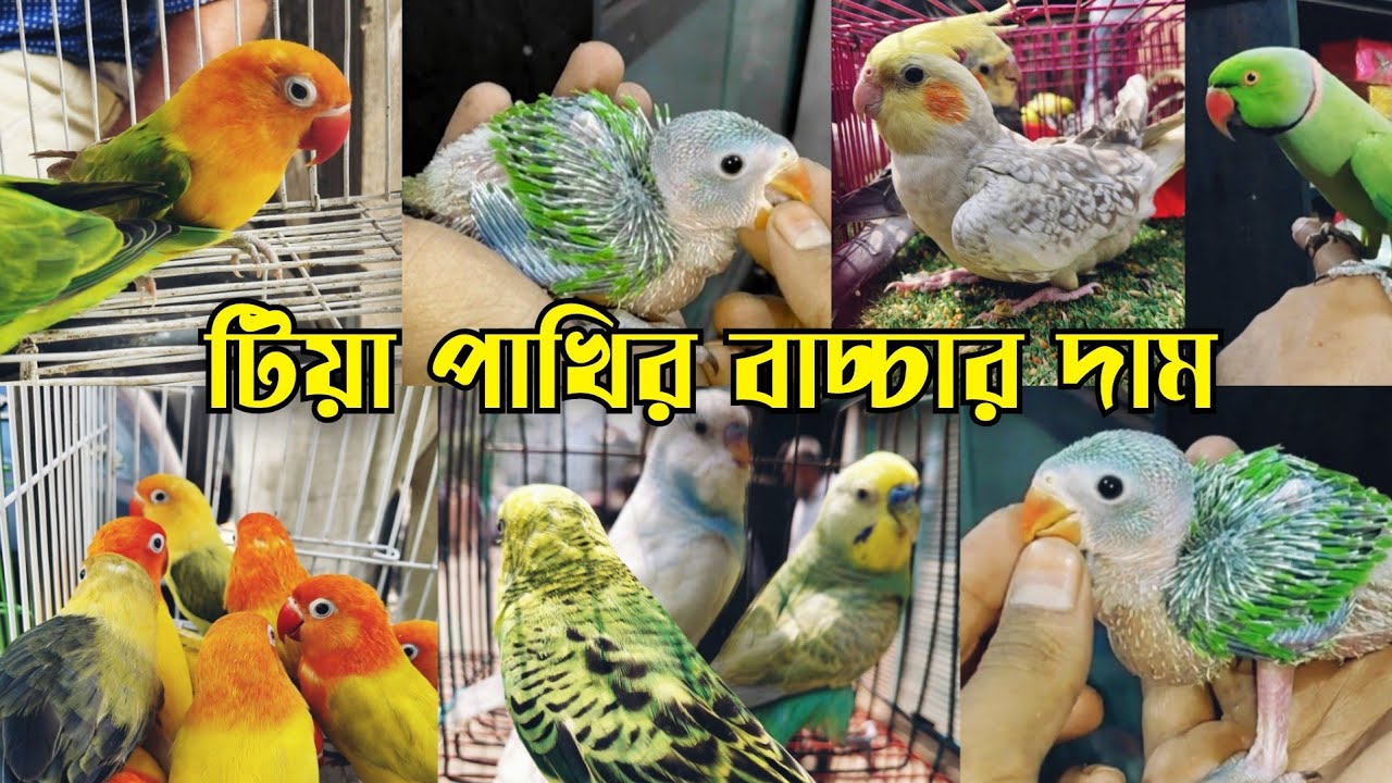মাথা নষ্ট দামে টিয়া পাখির বাচ্চা || Tiya pakhir baby price || Bird market in Bangladesh