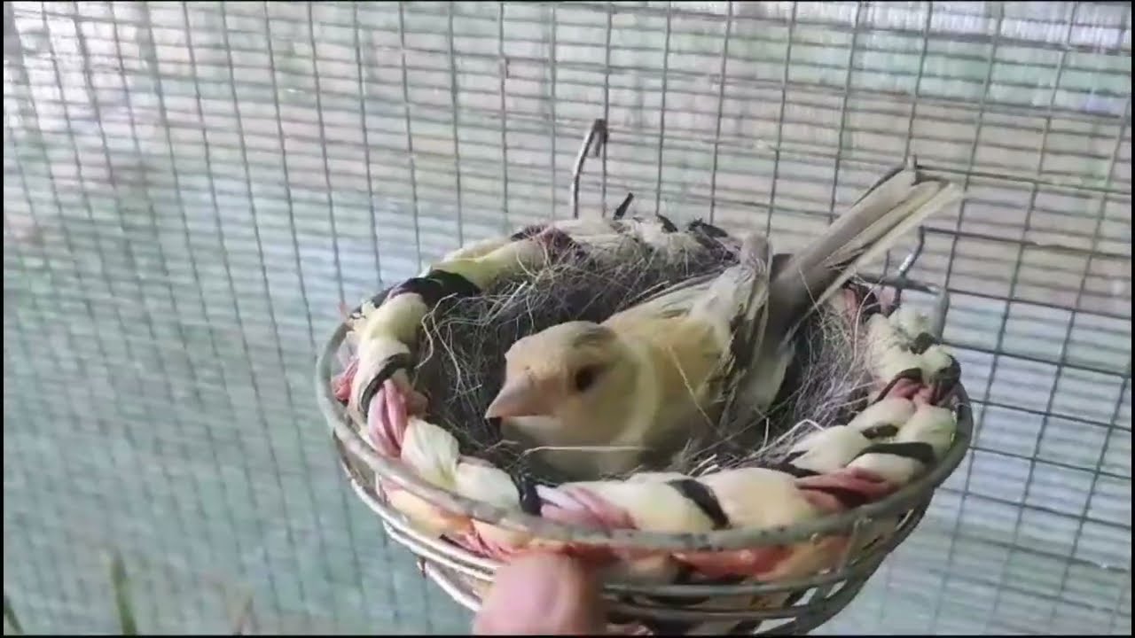 aviario de jilgueros pinzones y verderones mutados (preciosos ejemplares)