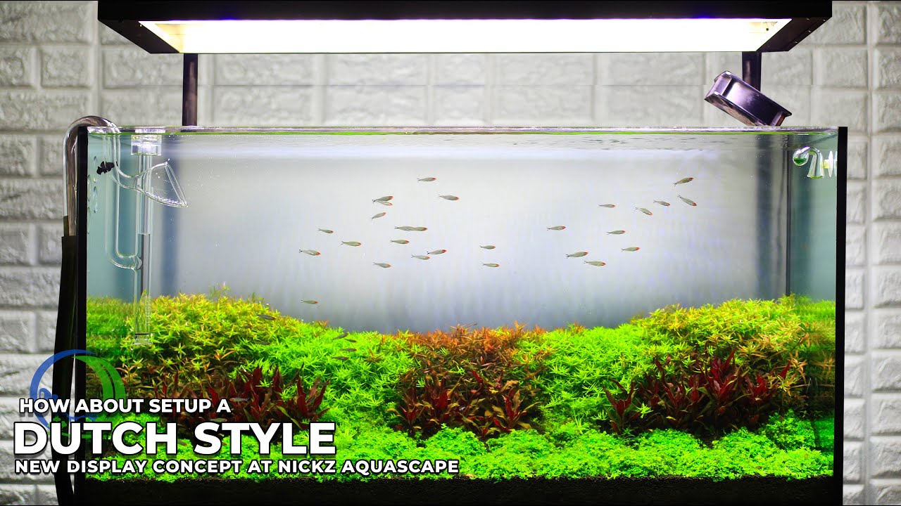 AQUASCAPE DUCTH STYLE 100 CM || ЧЕРЕЗ 1 НЕДЕЛЮ