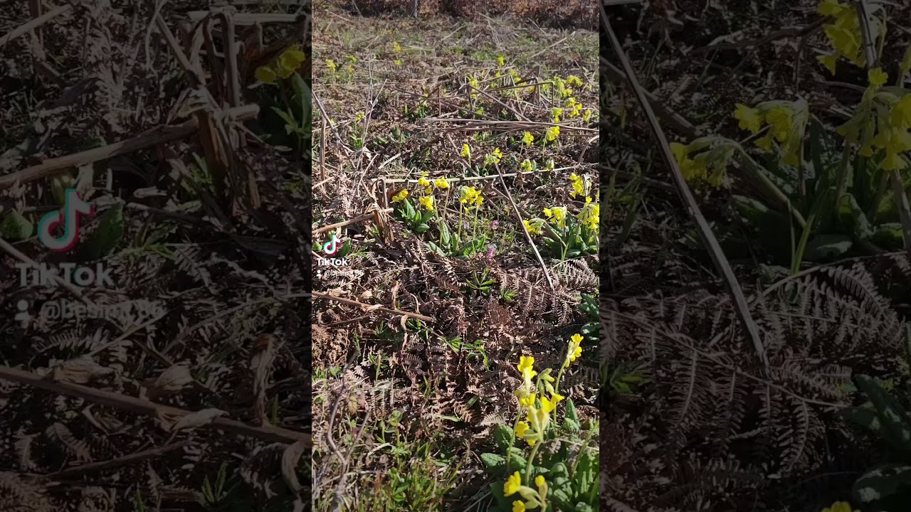 PRIMULA VERIS 