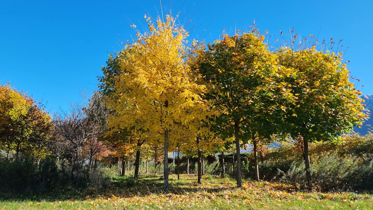 Il bosco. Passeggiata sul piano di Magadino, in autunno. Canton Ticino, Svizzera. Video in 4k.