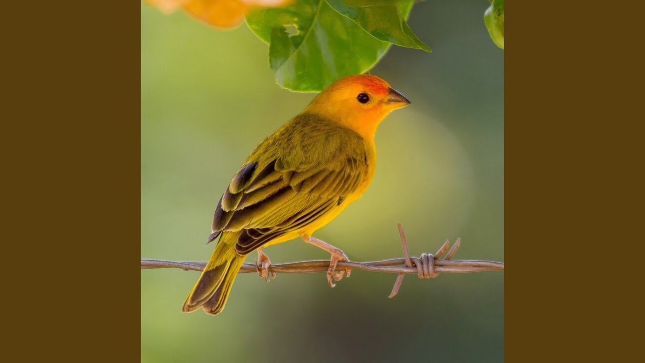 Canario da Terra Canto