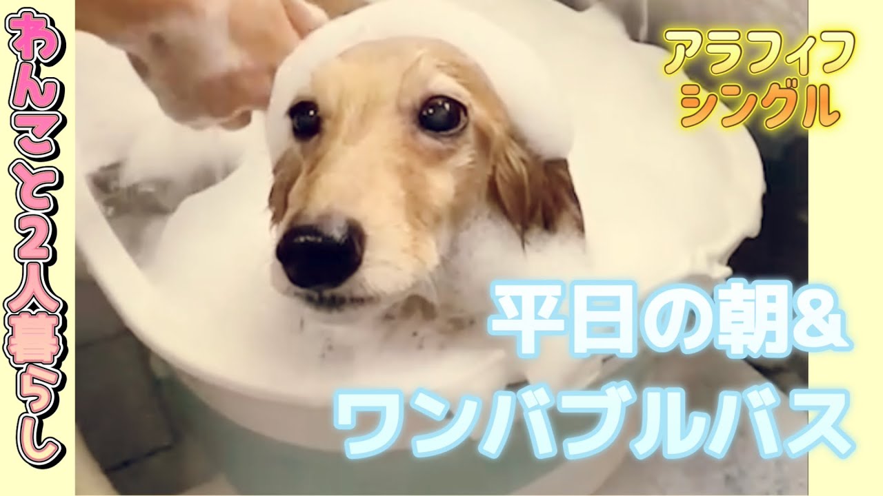平日の朝とワンバブルバス♡シーン🐶【アラフィフシングル】【わんこと2人暮らし】