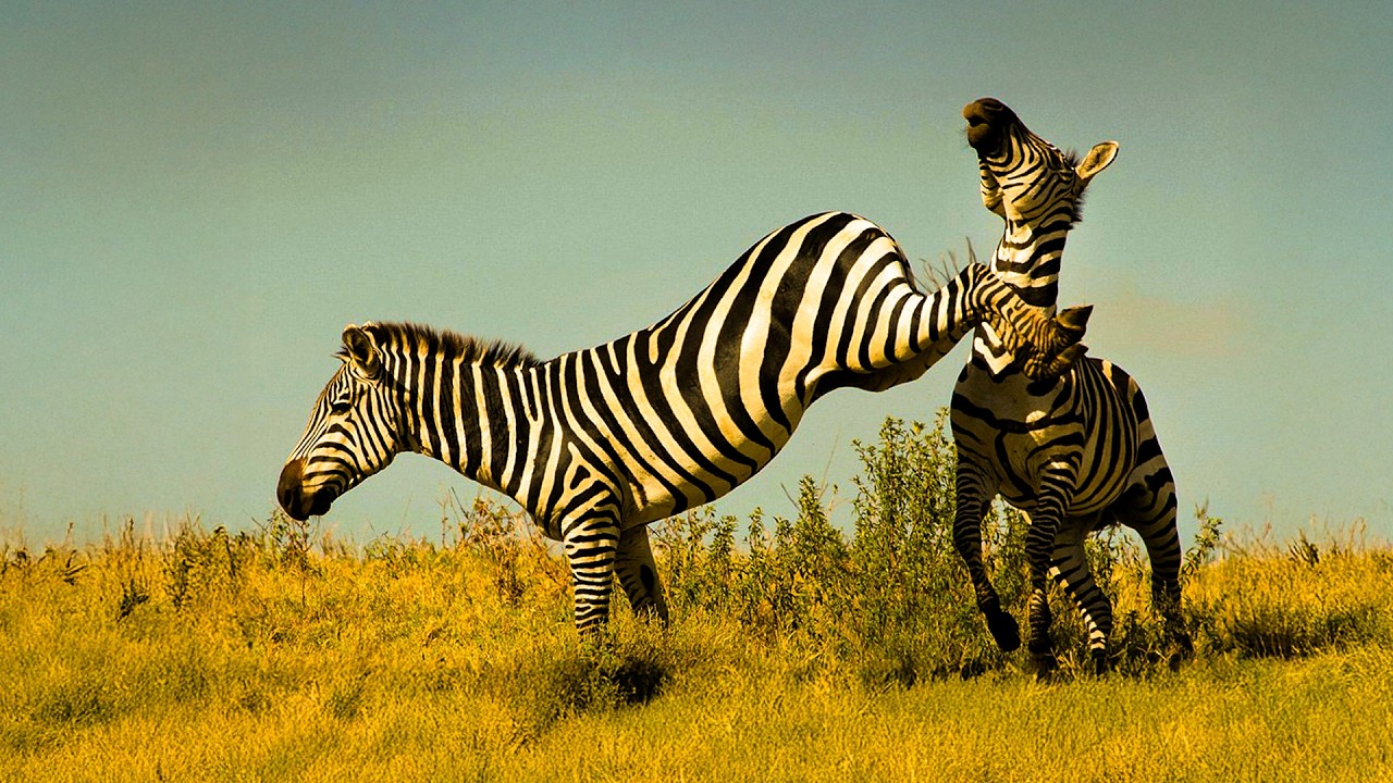 AS ZEBRAS E A BATALHA PELO DIREITO DE ACASALAR