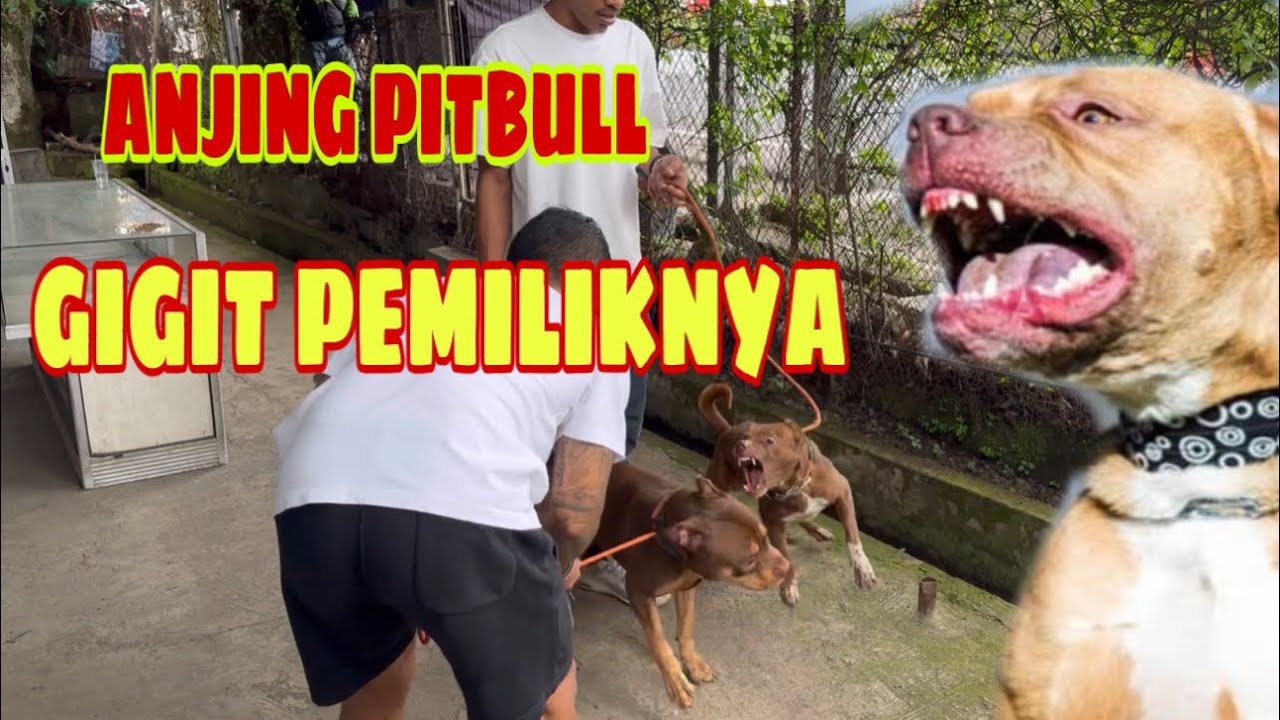 ANJING PITBULL GIGIT PEMILIKNYA DI CIANJUR ‼️ SANGAT AGRESİF SEKALI KETIKA KELUAR KANDANG