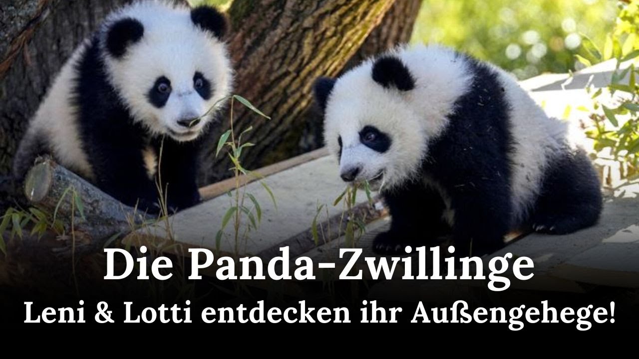 Panda-Zwillinge Leni & Lotti erkunden ihr neues Außengehege im Berliner Zoo | RND | AO1E