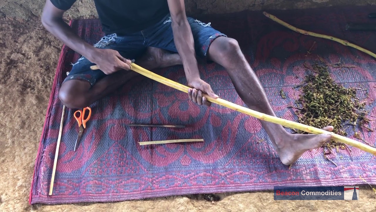 Processing of cinnamon in Sri Lanka the traditional way