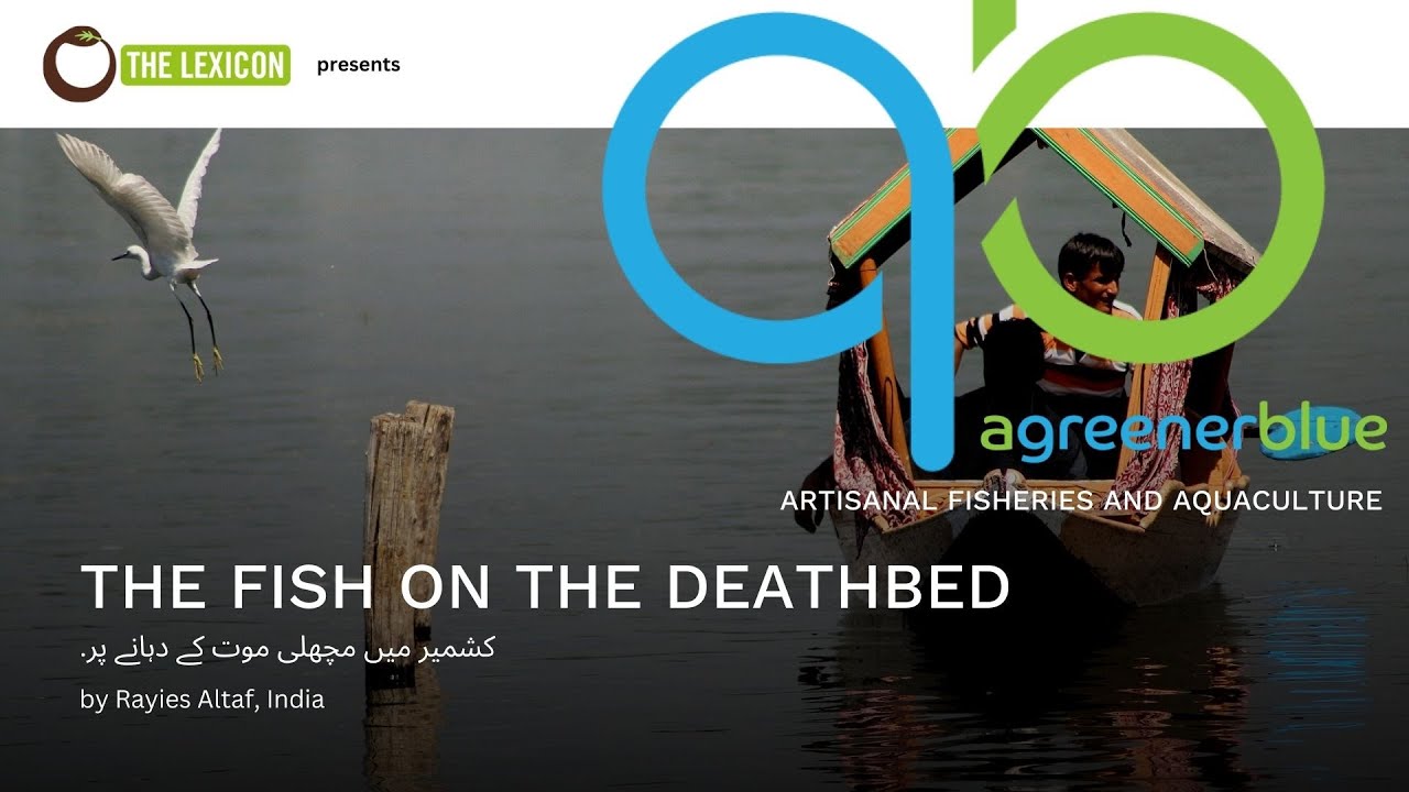 The Fish on the Deathbed by Rayies Altaf