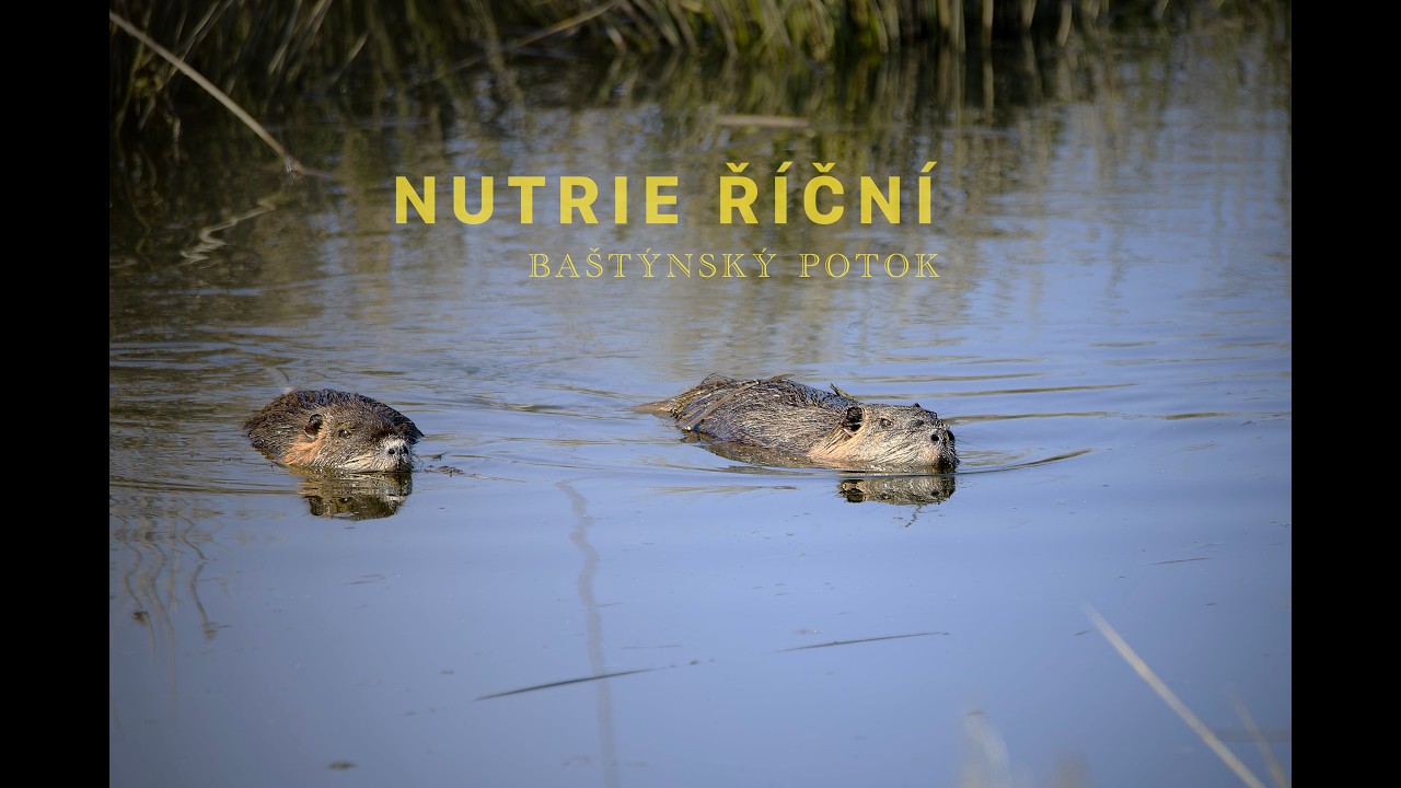 ToNoviny z přírody 24 - Nutrie říční na Baštýnském potoku