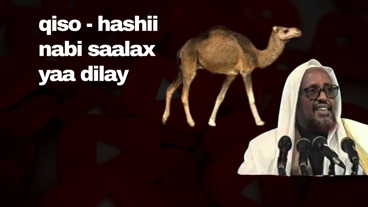 ### qisada dilkii hashii nabi salax iyo halaagii reer samuud##########