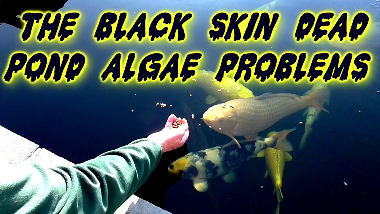 *** KOI POND *** SUMMER WEED*** GETTING CRYSTAL CLEAR POND WATER *** UESING POND CLAY*** CLEANING **