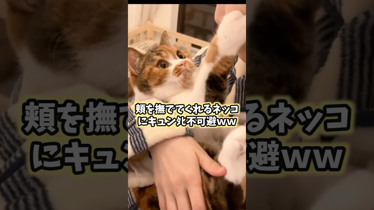 ネッコの動画見てニヤけたら負けwww 