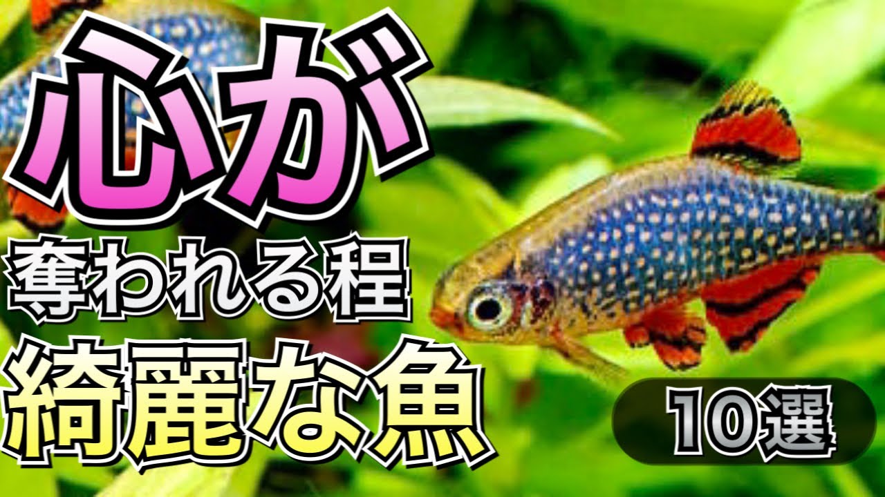 心が奪われる程キレイな熱帯魚10選【熱帯魚 アクアリウム】