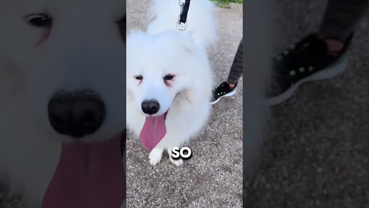 Lumi meets PetTalk