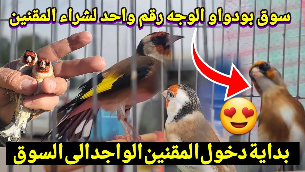 تابع آخر أخبار أسعار المقنين من سوق بودواو للطيور : المقنين الواجد بدا يدخل و الشون كاين #birds !؟ 