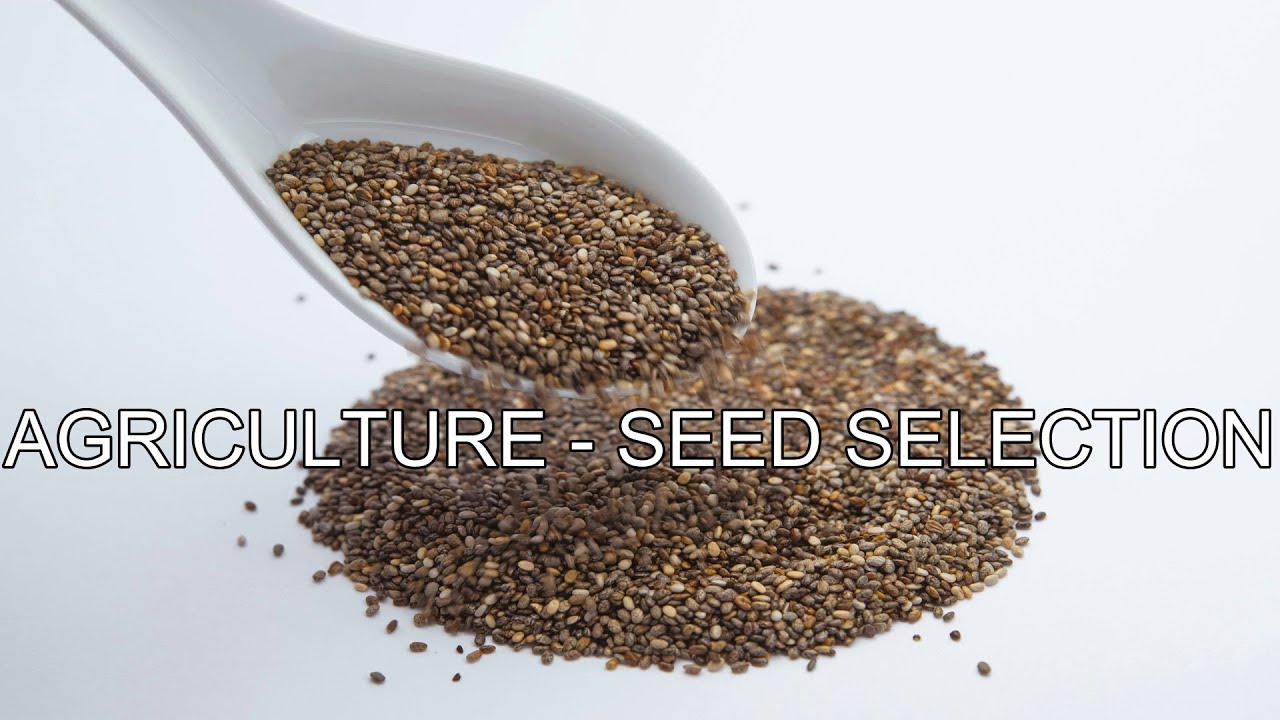 AGRICULTURE - SEED SELECTION