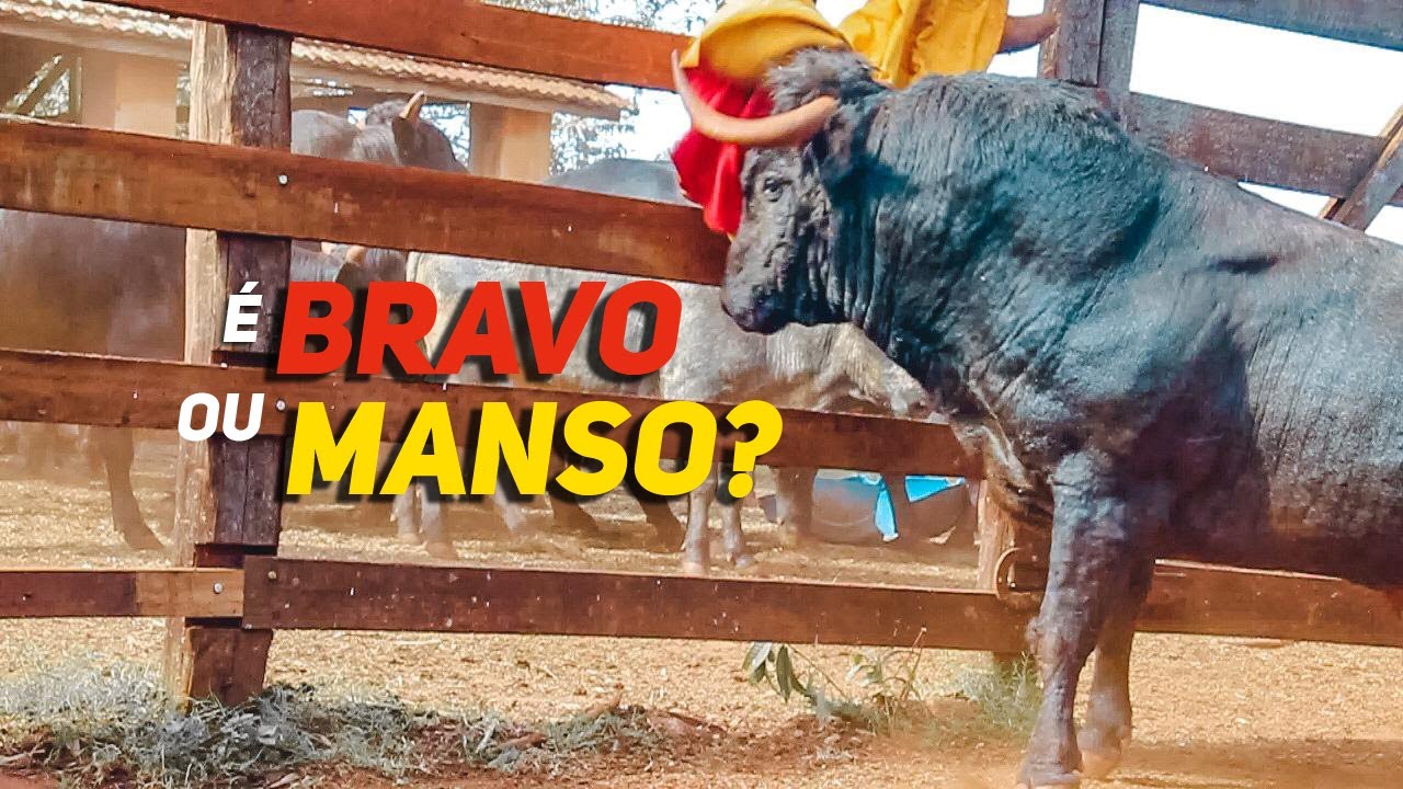 Inacreditável! Touro 