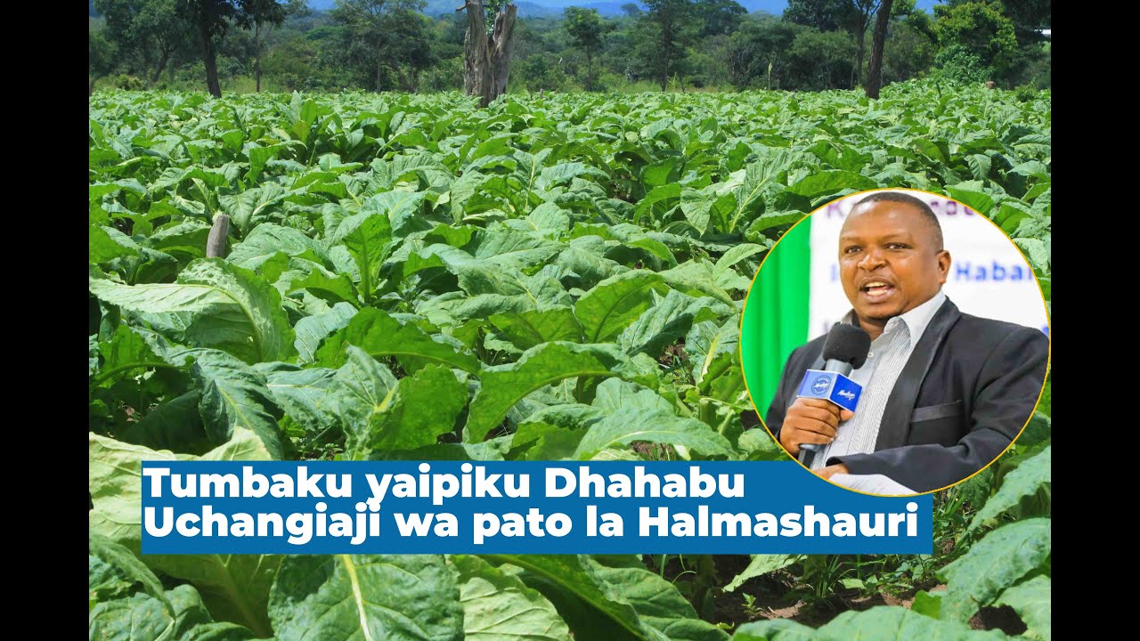 ZAO LA TUMBAKU LA IPIKU DHAHABU UCHANGIAJI WA PATO LA HALMASHAURI.