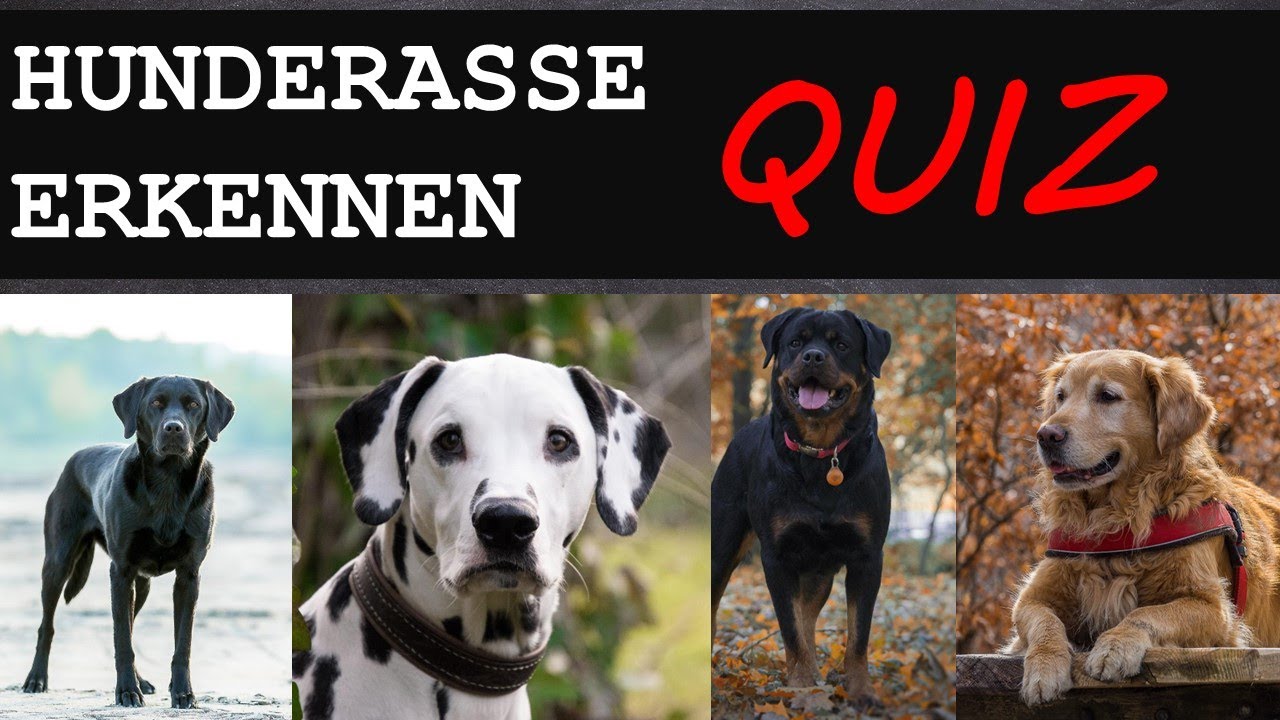 erkennst du die HUNDERASSE? #1 | TESTE DICH