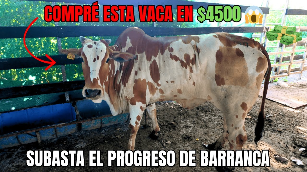 ¡COMPRÉ ÉSTA VACA EN $4500! 😱 SUBASTA ESPECIAL EL PROGRESO DE BARRANCA