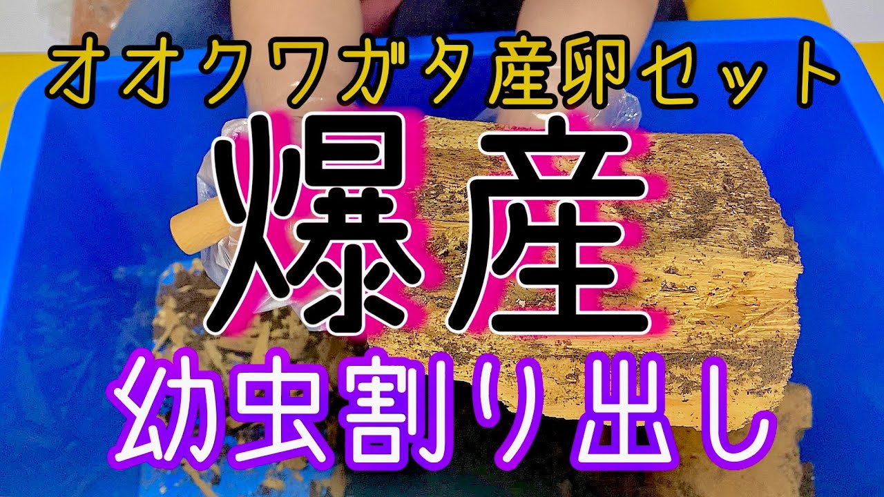 オオクワガタの産卵セット割り出し！