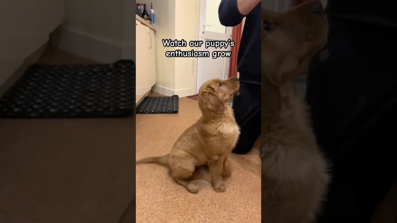 Ronnie&rsquo;s place training at 10 weeks vs 11 weeks old