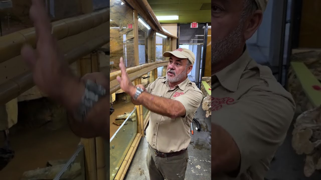Building a new enclosure is always a big project #video #like #viral #livingthedream