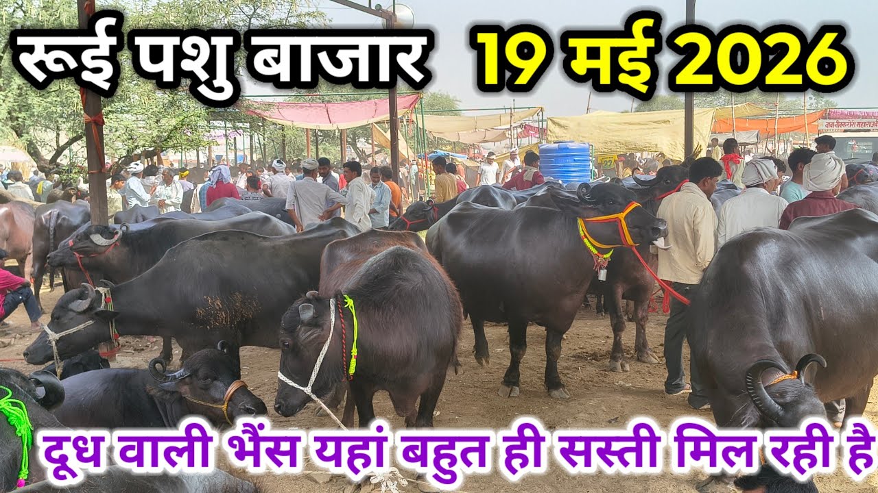 rui pashu mandi ll 19 May 2026 ll रूई पशु मंडी ll दूध वाली भैंस यहां बहुत सस्ती मिल रही है 👌
