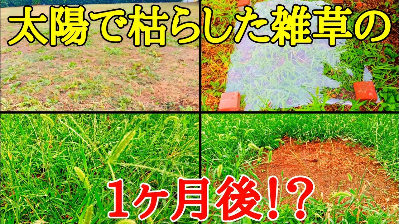 雑草対策｜ビニールシートで枯らした雑草の1ヶ月後が凄い事になっていた