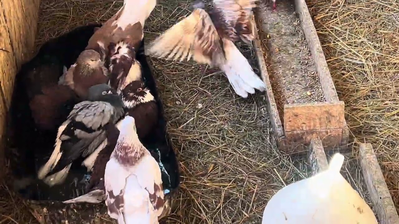 Zburători Românești,codalbi,gagi,bragagiu,plumburiu,gât golaș,castanii de Craiova,negri de turci‼️🕊️