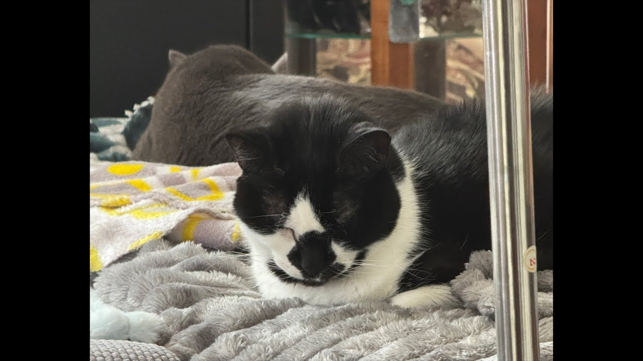 Cat videos JTB is live! Cat Cam
