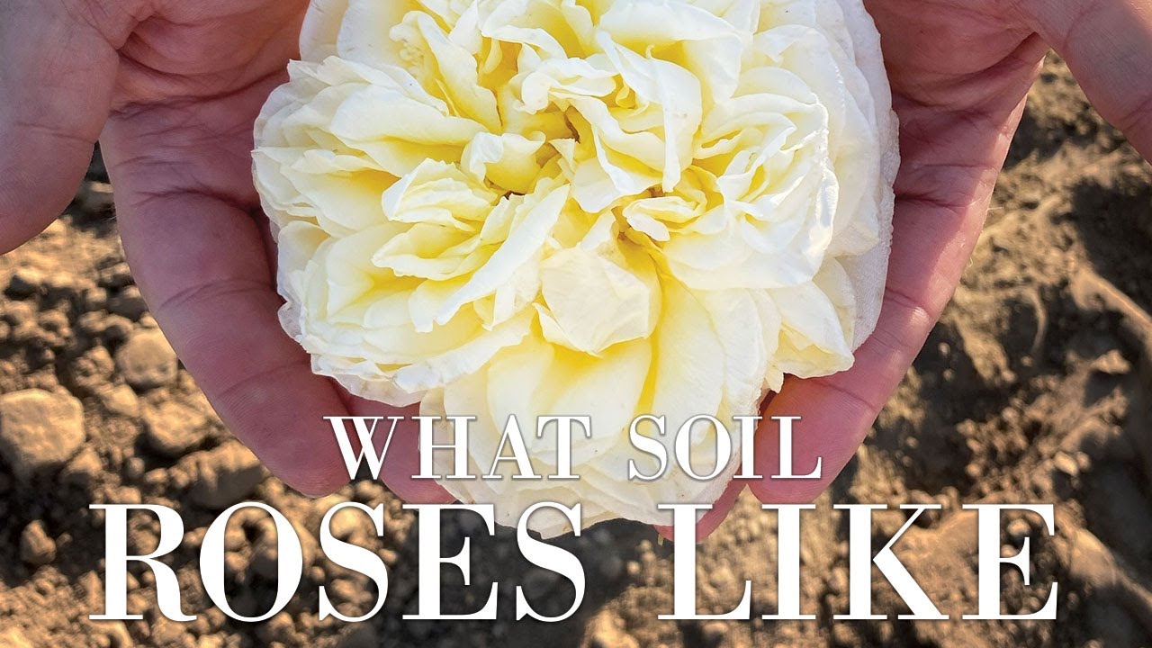 What Kind of Soil Do Roses Like?