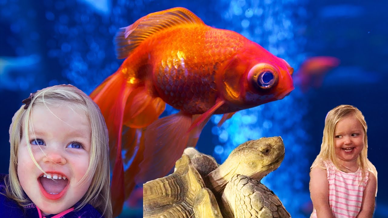 Kids exploring animals at Austin Aquarium | Feeding animals at the aquarium
