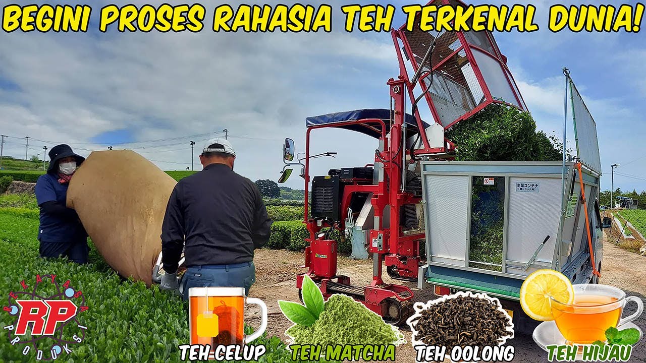 RAHASIA DI BALIK TEH TERKENAL DUNIA! | BEGINI PROSES PEMBUATAN TEH HIJAU, OOLONG, MATCHA & CELUP