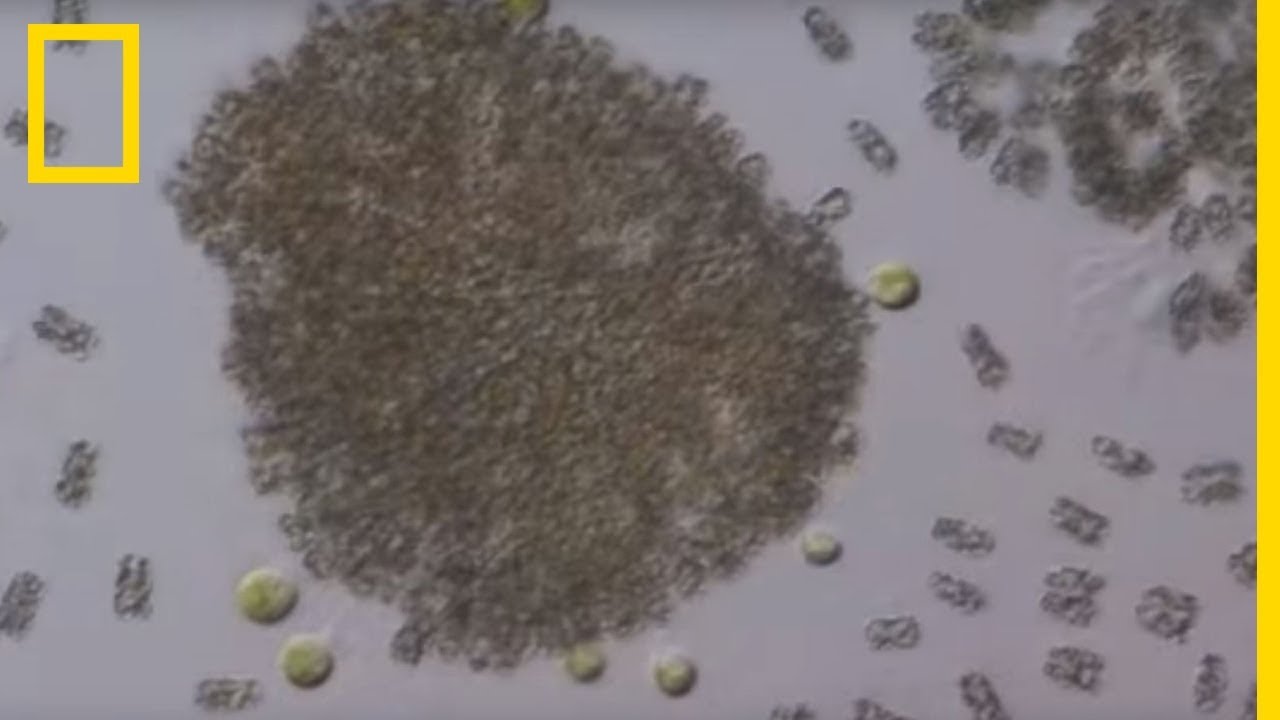 Qu'est-ce que le phytoplancton ?